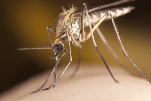 it can be hard to protect yourself all the time from the everpresent mo 1646 40081941 0 14070126 500 - New spray may help combat mosquito issue