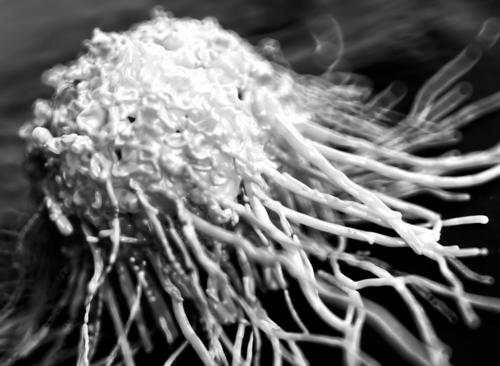 Two new studies examine details of carcinogenic chemicals 1646 40168422 0 14128780 500 - Two new studies examine details of carcinogenic chemicals