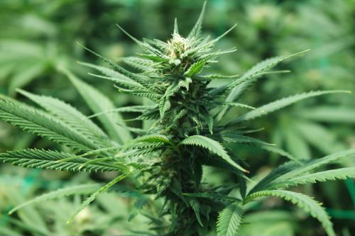 Examining the cannabis pesticide guidelines in Canada