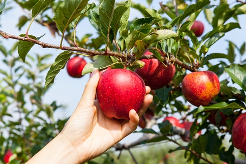 are foods containing pesticides safe to eat 1646 40098909 0 14121844 500 - Are pesticides on food safe to eat?
