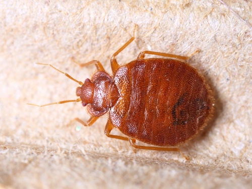 bed bugs are one of the worst pest problems in america they crawl out of 1646 40109993 0 14120144 500 - Bed bugs now resistant to pesticides