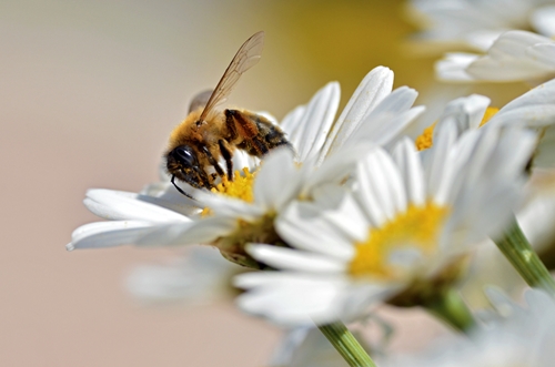 bumblebees may help the current diminishing population of plants caused  1646 40090147 0 14116661 500 - Bumblebees may be answer to pesticide issues