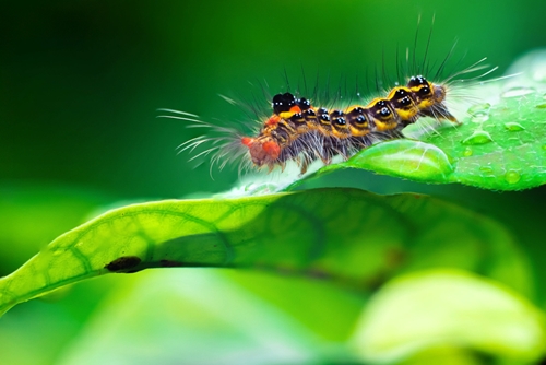 caterpillars may be able to help the demise of corn 1646 40085446 0 14104503 500 - Caterpillar poop may be a safe pesticide
