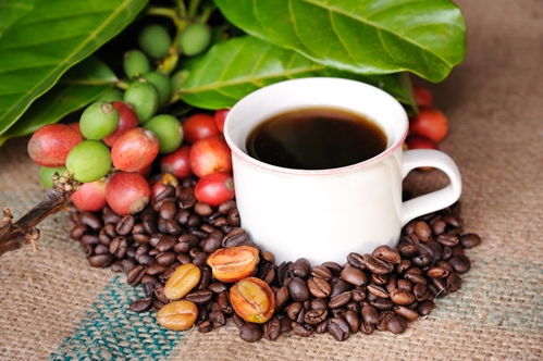 common coffee pests and pesticides 1646 40055796 0 14113141 500 - Common coffee pests and pesticides
