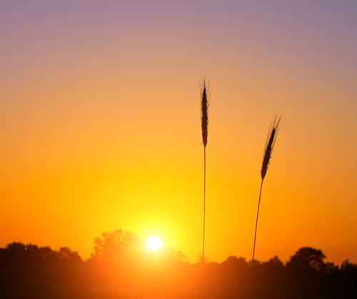 common insects affecting wheat production 1646 40037823 0 14105953 500 - Common insects affecting wheat production