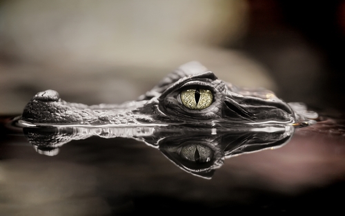 crocodilian species in costa rica may be endangered by pesticides from b 1646 40009357 0 14056362 500 - Pesticides from Costa Rican banana farms are harming crocs