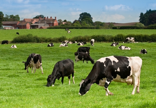 dairy farmers must use pesticides prudently 1646 674454 0 14042116 500 - Dairy farmers must beware flies' resistance to pesticides