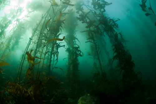 eutrophication is increasing in the northern pacific ocean 1646 40016489 0 14097565 500 - How does human activity affect nitrogen cycle in the ocean?