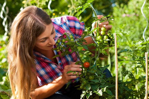 everyone from big commercial farmers down to little diy home gardeners s 1646 40120410 0 14128029 500 - Pesticides: Know before you grow, test before you eat