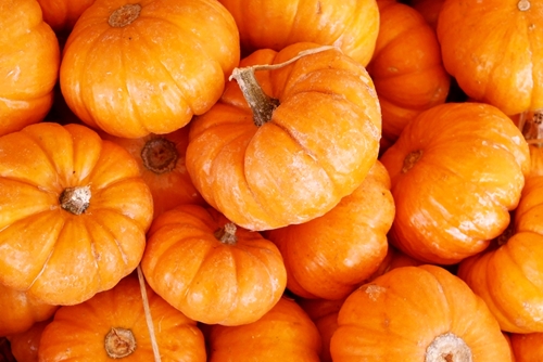 find the best chemical for dealing with these common pumpkin pests 1646 660963 0 14107241 500 - Find the best chemical for dealing with these common pumpkin pests