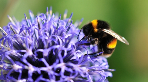 for months pesticides have been featured in headlines as the bad guy aga 1646 40106084 0 14120605 500 - EPA finds that pesticides are only dangerous on some crops