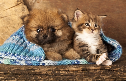 how to protect your pets from autumn pests 1646 40142908 0 14094510 500 - How to protect your pets from mites autumn pests
