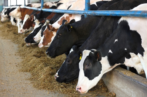 increasingly urbanized diets may promote environmentally taxing agricult 1646 40020373 0 14105242 500 - How are the human diet and environmental health connected?