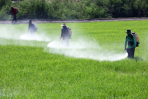 its important for farmers and grocers alike to know how much of an impac 1646 40159058 0 14105369 500 - Pesticides, nutrients and produce: What really matters to consumers