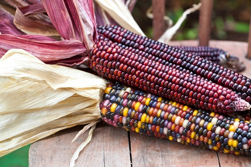 microdosing of fertilizer may help farmers in semiarid nations 1646 40023819 0 14109183 500 - Researchers help Zimbabwe farmers use fertilizer more wisely