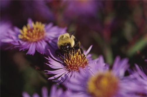 neonicotinoids may negatively impact bumblebees 1646 669387 0 7033807 500 - Are honeybees the only pollinators affected by neonicotinoids?