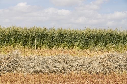 nitrogenbased fertilizer is a major contributor to greenhouse gas emissi 1646 40023439 0 14089509 500 - Prudent fertilizer use may reduce climate change