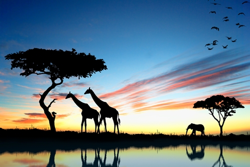 pesticides have been illegally used by hunters and poachers in africa 1646 40008890 0 14086349 500 - Pesticides play a pivotal role in African wildlife exploitation