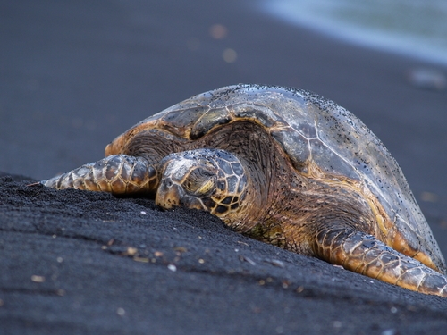polluted runoff may drive a malignant disease in hawaiian sea turtles 1646 40006020 0 14038971 500 - Polluted runoff in Hawaii endangers green sea turtles