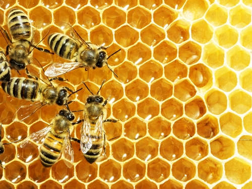protecting bees from pesticides 1646 40138629 0 14107990 500 - Protecting bees from pesticides