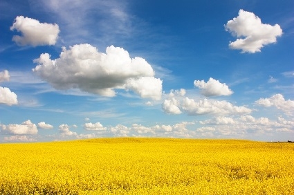 quinmerac is an effective selective herbicide 1646 650885 0 14101295 425 - Quinmerac is an effective selective herbicide