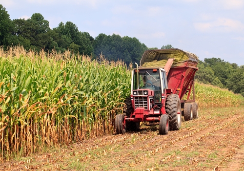 researchers have a better understanding of why boron is essential to cor 1646 40024348 0 14055223 500 - Why is boron so important to corn growers?