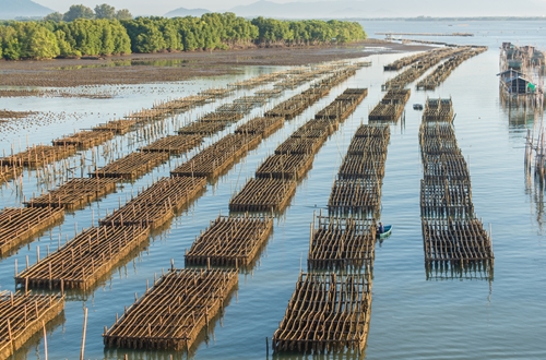 shellfish farmers in pacific northwest to use imidacloprid 1646 40056722 0 14112978 500 - Shellfish farmers in Pacific Northwest to use imidacloprid