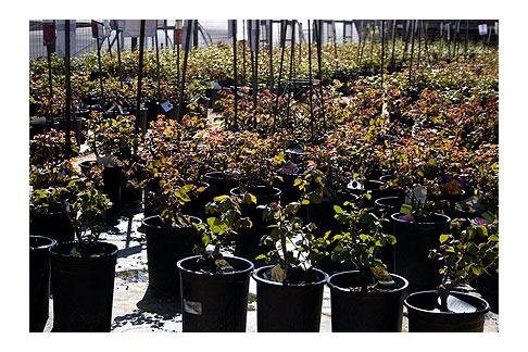the placement of controlledrelease fertilizer has an impact on nursery c 1646 40026555 0 14110912 486 - Want to reduce fertilizer leaching? Placement may be important