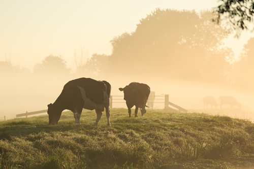 the same chemical that is supposed to target bacteria carrying insects i 1646 40124590 0 14117265 500 - Endangered species and pesticides: What you need to know