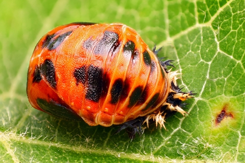 these days its pretty clear that pesticides have a notsogreat reputation 1646 40093267 0 14120554 500 - Beneficial insects may help boost pesticide's reputation