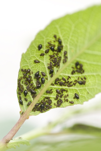 treat aphid infestations with the most effective pesticides 1646 647098 0 14036339 500 - Treat aphid infestations with the most effective pesticides