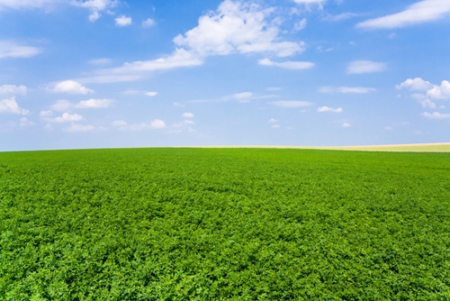 what are the most common pesticides for waterintensive alfalfa in califo 1646 40073221 0 14117583 500 - What are the most common pesticides for water-intensive alfalfa in California?