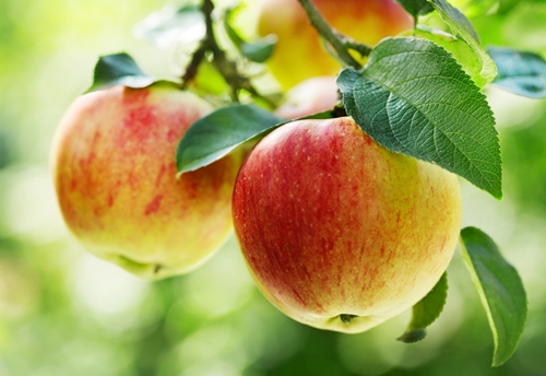 what are you really eating  1646 40120383 0 14123697 500 - What are you eating?: Common foods packed with pesticides