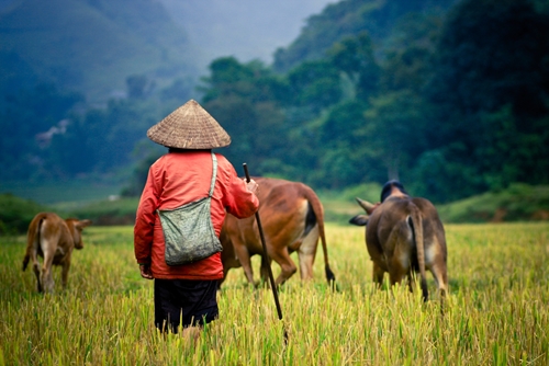 what insecticides should you use on rice 1646 40035302 0 14087233 500 - What rice insecticides and herbicides should you use?