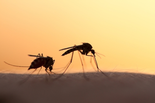 what you need to know about naled for mosquito control 1646 40140041 0 14126055 500 - What you need to know about naled for mosquito control