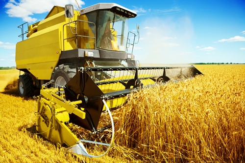 wheat fungus threatens uk crop 1646 40040581 0 14105218 500 - Wheat fungus threatens UK crop
