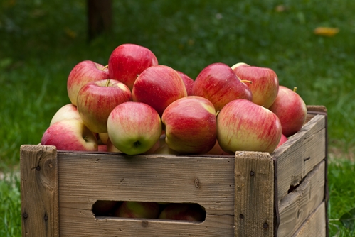 which pesticides are used on our apples 1646 651125 0 14095087 500 - Which pesticides are used on our apples?