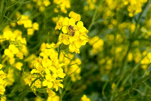 why are certain insecticides dangerous for bees 1646 636835 0 14088731 500 - Why are certain insecticides dangerous for bees?