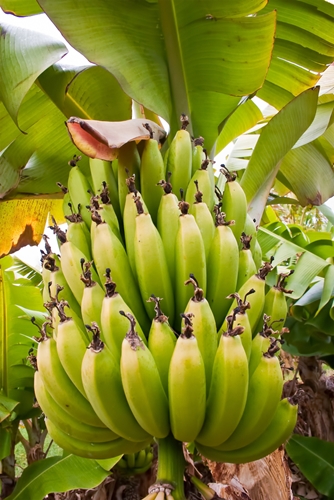 why do bananas require so many pesticides 1646 656750 0 14088167 500 - Why do bananas require so many pesticides?