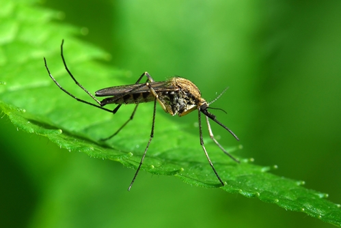 zika update what you should know 1646 40138348 0 14090649 500 - Zika Update: What you should know